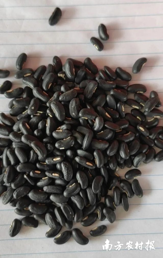 丰产2号种子&nbsp;