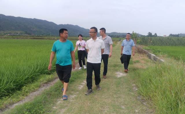 驻镇帮镇扶村工作队、汕尾分院和农村科技特派员团队调研并指导水稻生产。