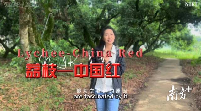 视频截图：陈慧用英文推介荔枝。