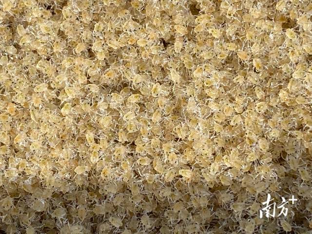 通讯员 受访者供图 供图