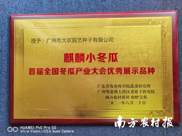 2021年6月，麒麟小冬瓜获得首届全国冬瓜产业大会优秀展示品种称号&nbsp;