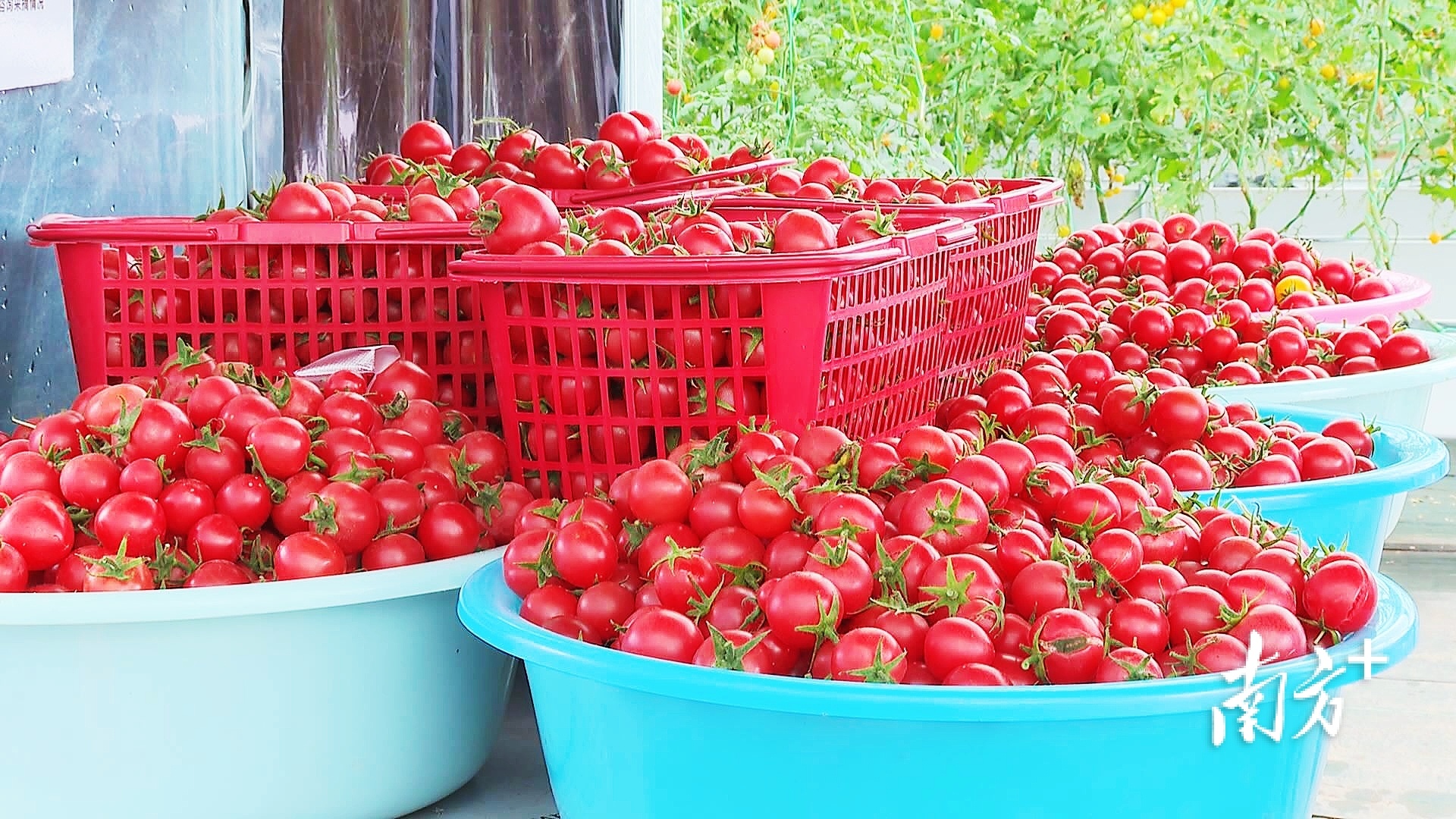 阳台盆栽西红柿，学些小技巧，挂果十几个，又大又红甜又沙 - 知乎
