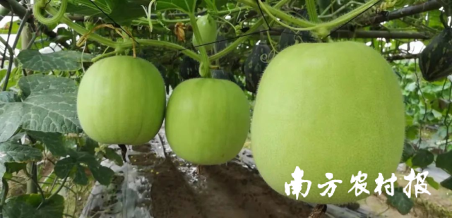 新品种麒麟小冬瓜，走俏高端市场！