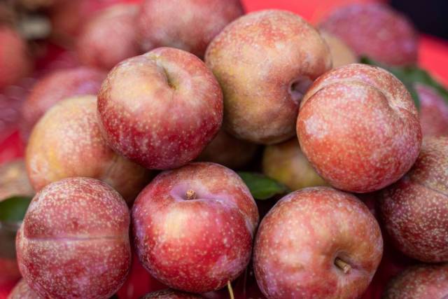 以荔枝为切口带动更多茂字号农产品走进成都（图为茂名三华李）