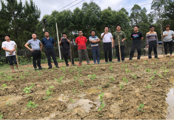 华南农业大学大豆团队和驻镇工作队实地调研30亩复耕地种植大豆情况。