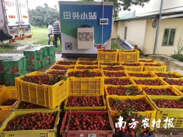 通讯员 南方农村报 供图