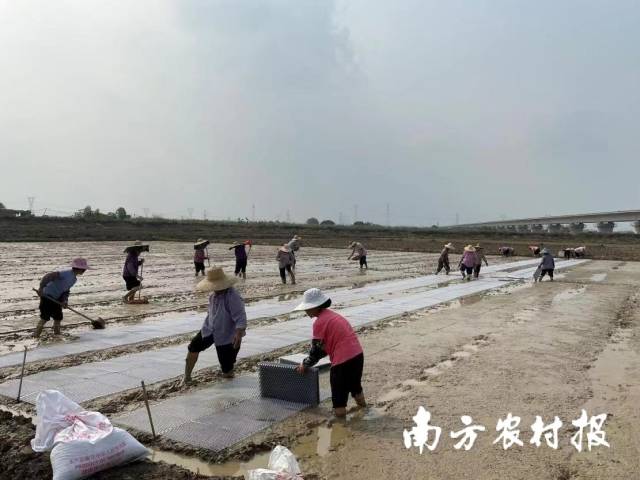 村民在复垦的农田里劳作 图/伴永康