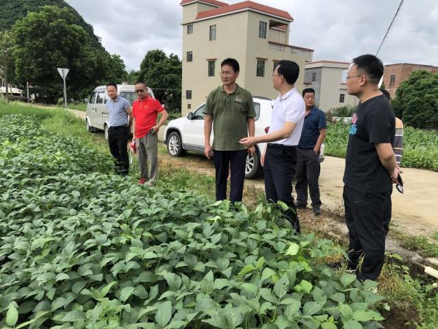 程艳波博士实地调研春大豆生长情况。
