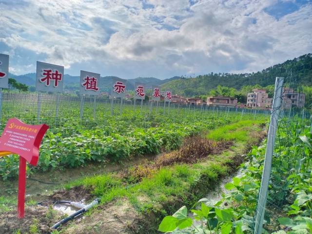 华春6号与中药材匙羹藤间作种植示范基地。