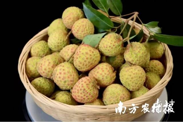 东莞“观音绿”荔枝 