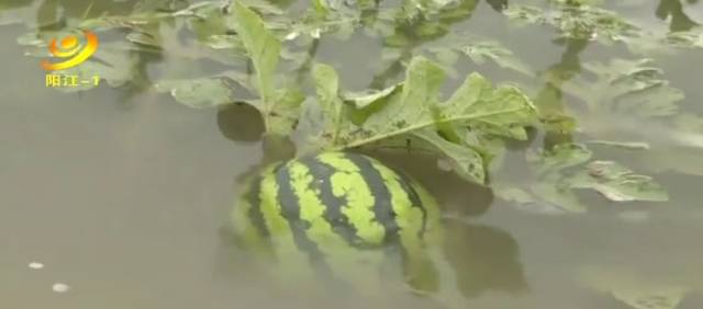 阳江一基地230亩西瓜泡水。