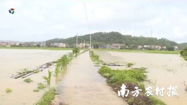 暴雨致广东多地农作物受灾！农技轻骑兵专家支招减损失