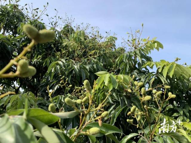 多措并举、持续发力，南沙推动荔枝产业高质量发展