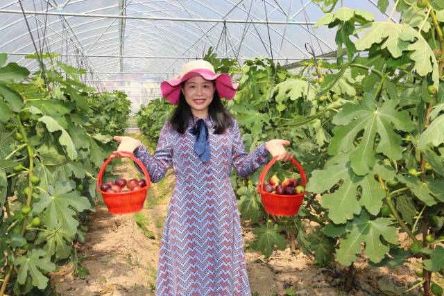 八尺镇美丽乡村示范带上的无花果种植园。