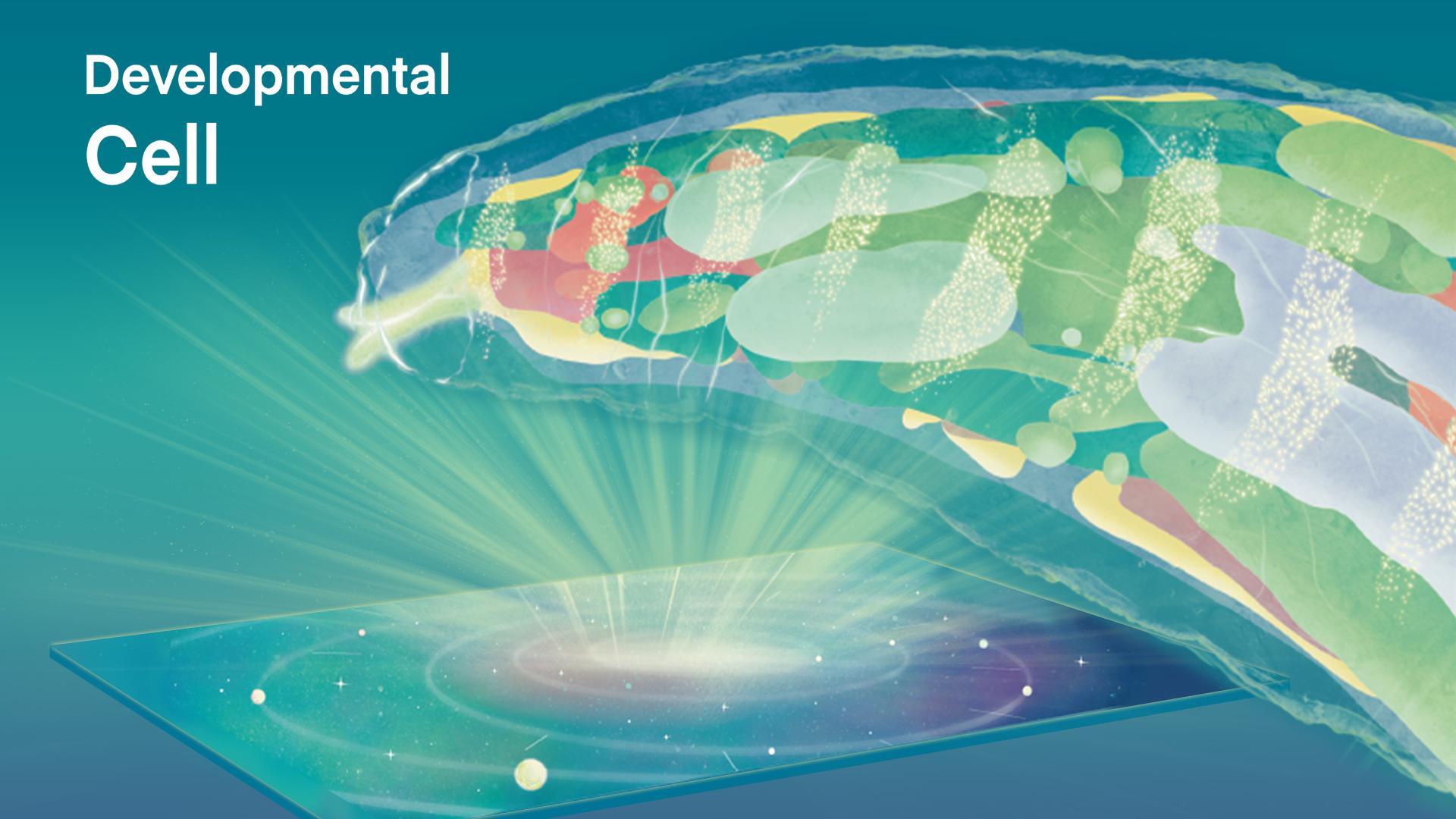 南科大胡宇慧团队合作构建高分辨率果蝇胚胎和幼虫三维时空转录组