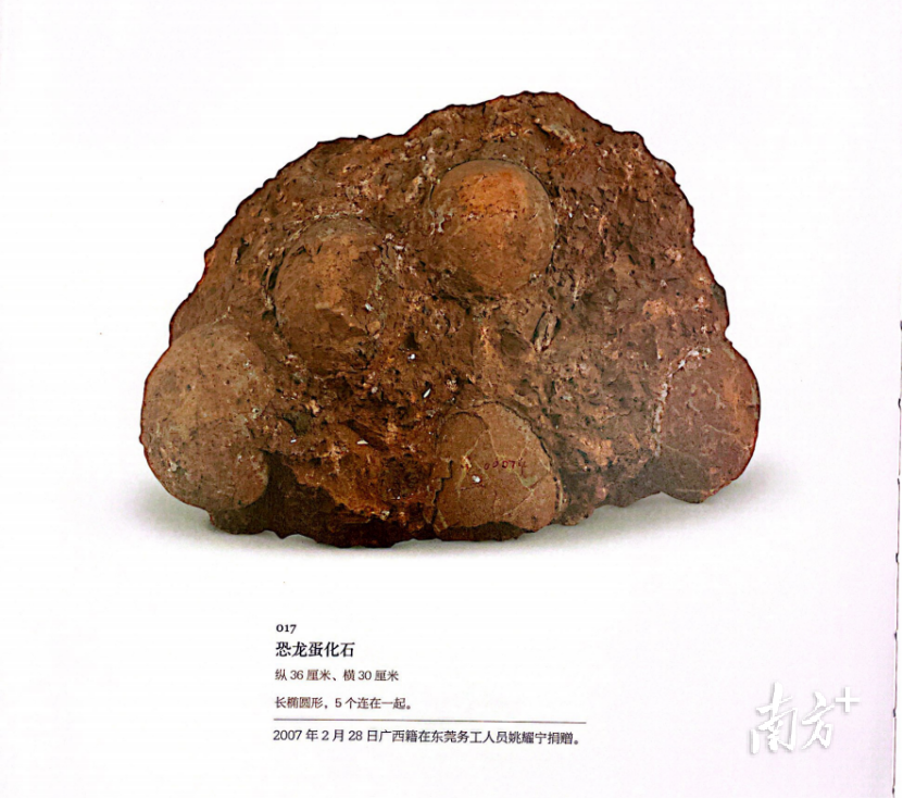 2007年，广西籍务工人员捐赠的恐龙蛋化石。