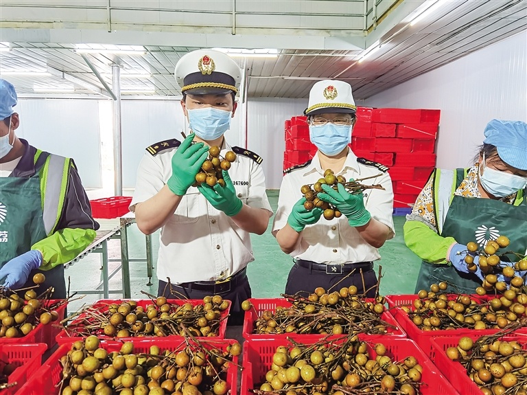 佛山海关驻高明办事处关员对出口龙眼进行现场监管。谭绮红 摄