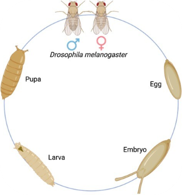 南科大胡宇慧团队合作构建高分辨率果蝇胚胎和幼虫三维时空转录组