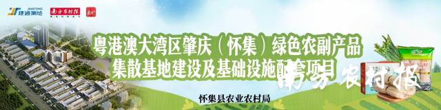 籼米精华，岗坪切粉：肇庆怀集建设湾区绿色农副产品集散地的靓丽名片