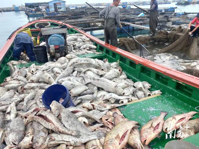 广东海水网箱突发大量死鱼，损失超1000万元！