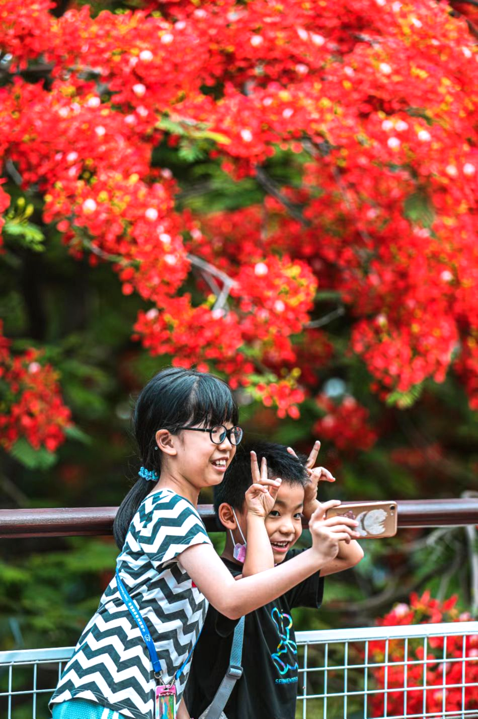 △5月9日,华侨城生态广场,小朋友们与盛开的凤凰花开心合影。(来源 深圳晚报) △5月9日,华侨城生态广场,小朋友们与盛开的凤凰花开心合影。(来源 深圳晚报)