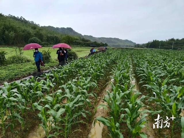 4月19日,增城试验点品种生长情况。 4月19日,增城试验点品种生长情况。