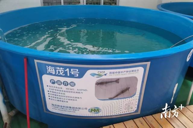 农业农村部拟审定通过26个水产新品种！广东3大品种上榜
