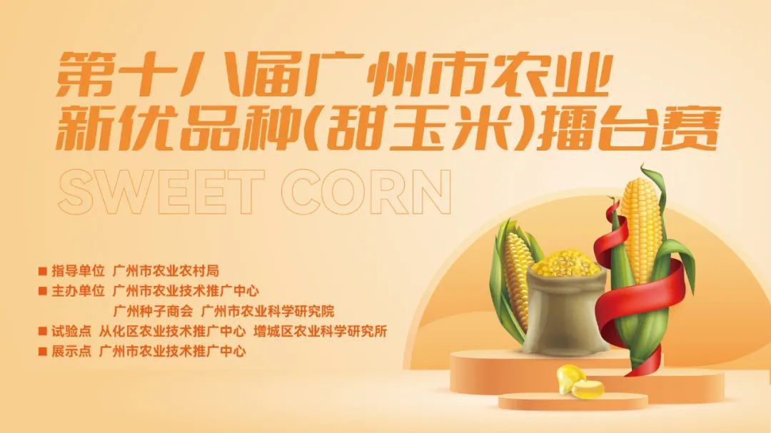 2022年广州市甜玉米擂台赛鸣锣开擂，你为哪一家打call?
