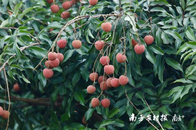 南方农村报 谭家富 拍摄