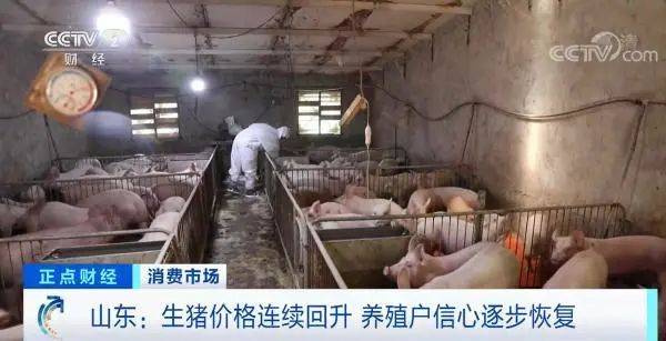 猪价连续7周回升，养殖户信心逐步恢复