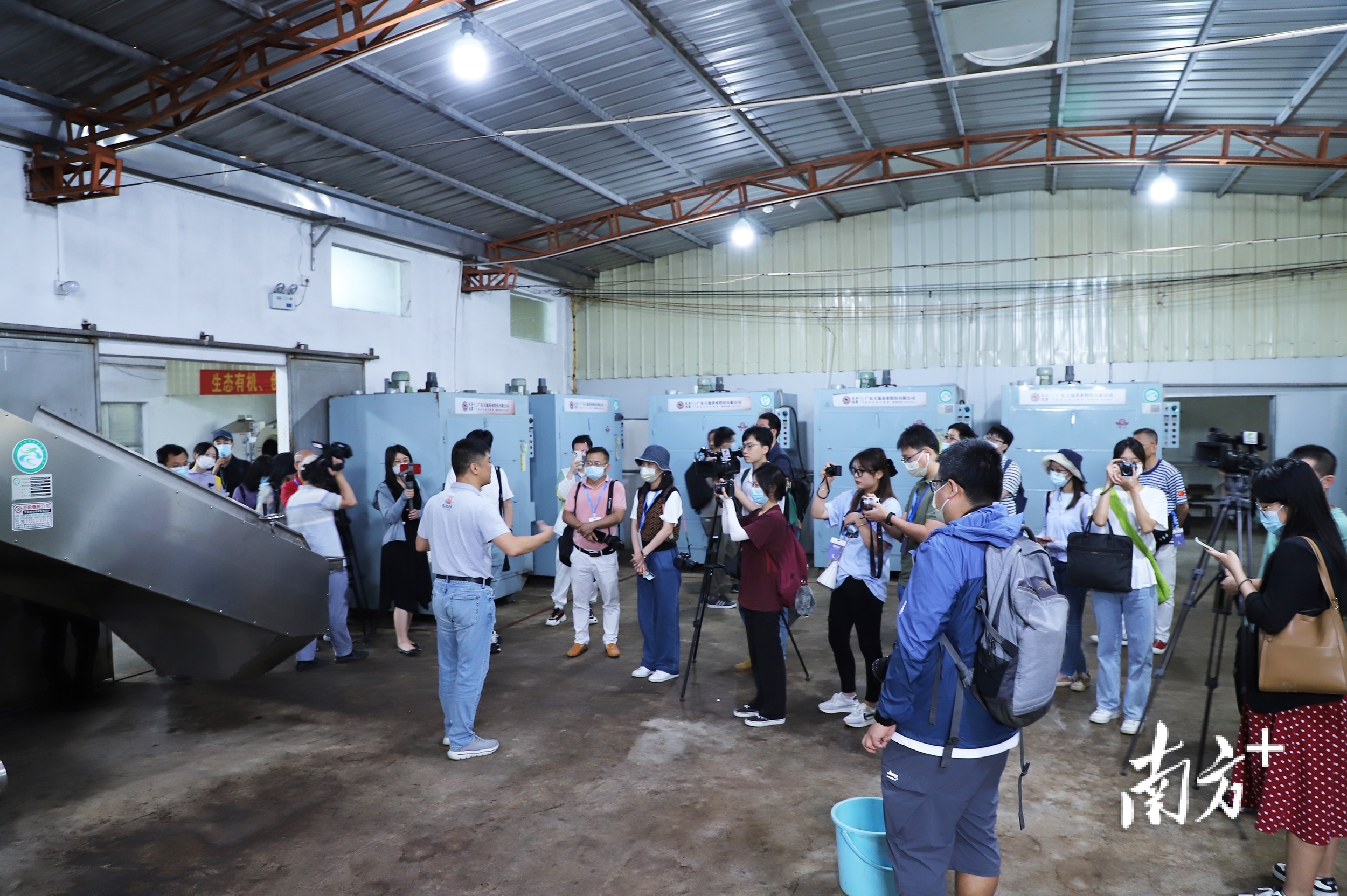 在乌岽山上了解广东天池茶业股份有限公司的标准化生产。 南方+ 纪金娜 拍摄 在乌岽山上了解广东天池茶业股份有限公司的标准化生产。 南方+ 纪金娜 拍摄