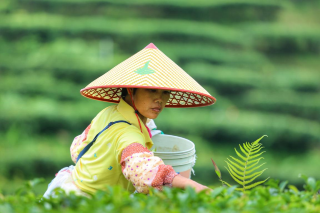 茶农在采摘春茶