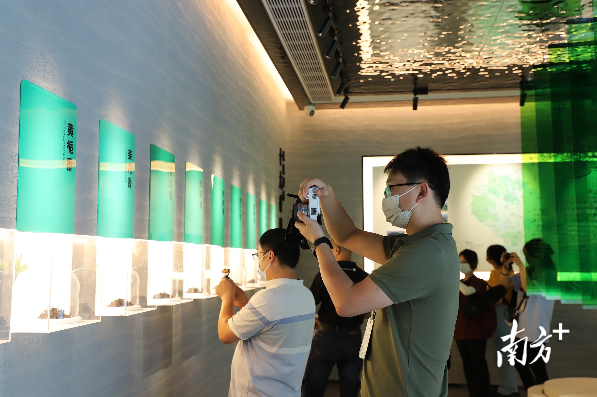 在广东千庭茶业投资有限公司体验潮州工夫茶文化。 南方+ 纪金娜 拍摄 在广东千庭茶业投资有限公司体验潮州工夫茶文化。 南方+ 纪金娜 拍摄