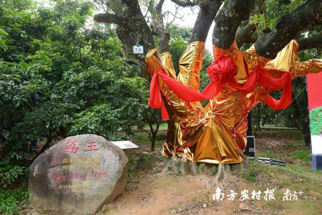 南方农村报 谭家富 拍摄
