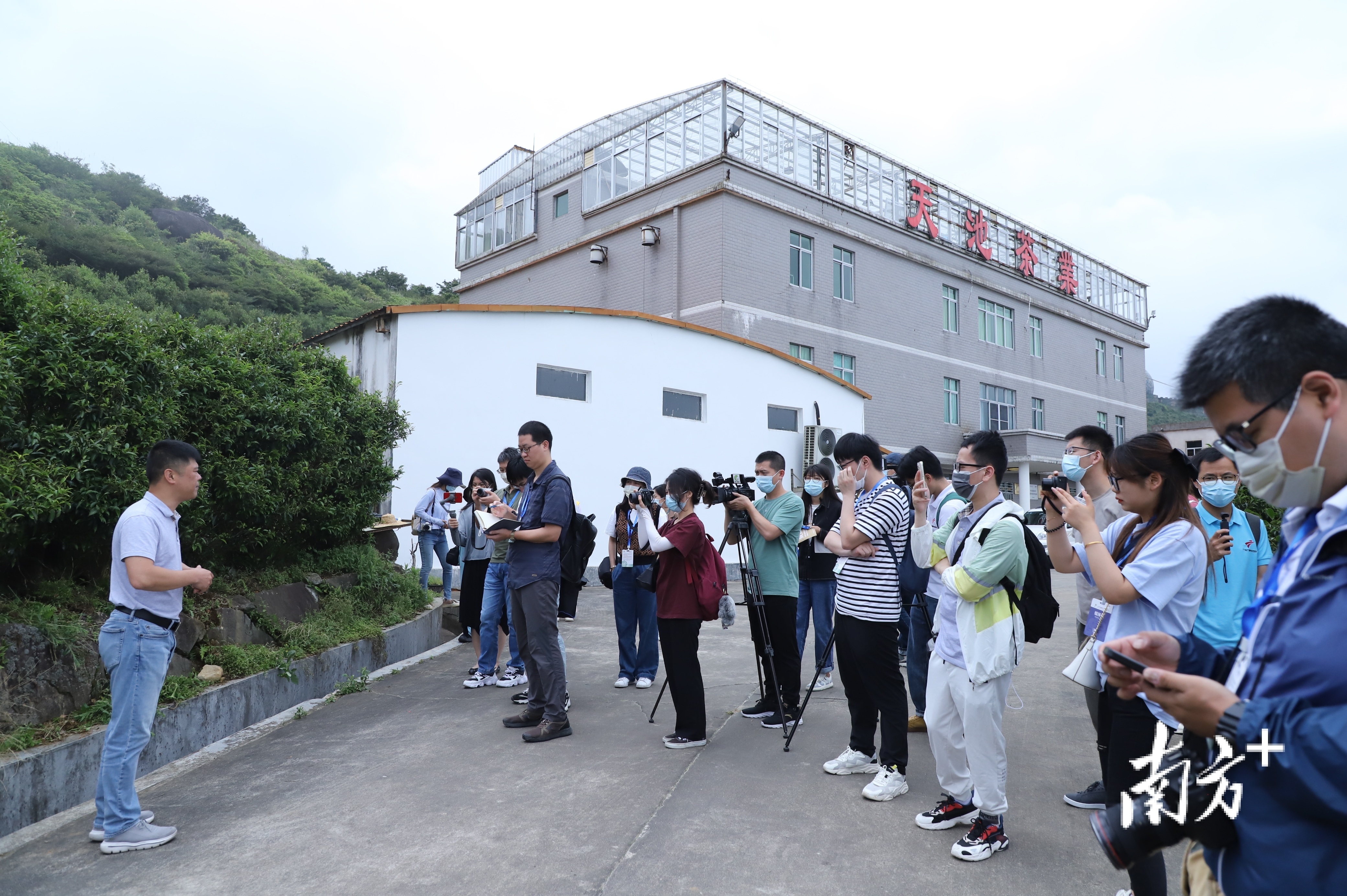 在乌岽山上参观广东天池茶业股份有限公司。 南方+ 纪金娜 拍摄 在乌岽山上参观广东天池茶业股份有限公司。 南方+ 纪金娜 拍摄