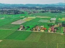 惠州惠城汝湖村头村：甜脆玉米丰收带来甜日子