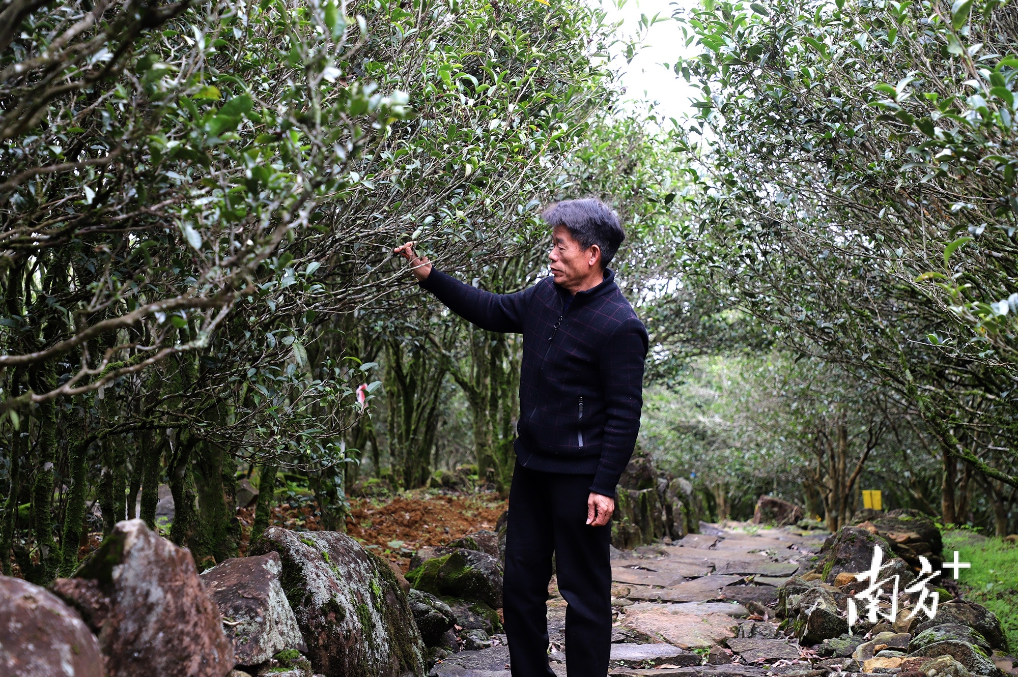 在大庵古茶树园查看古茶树生长情况。