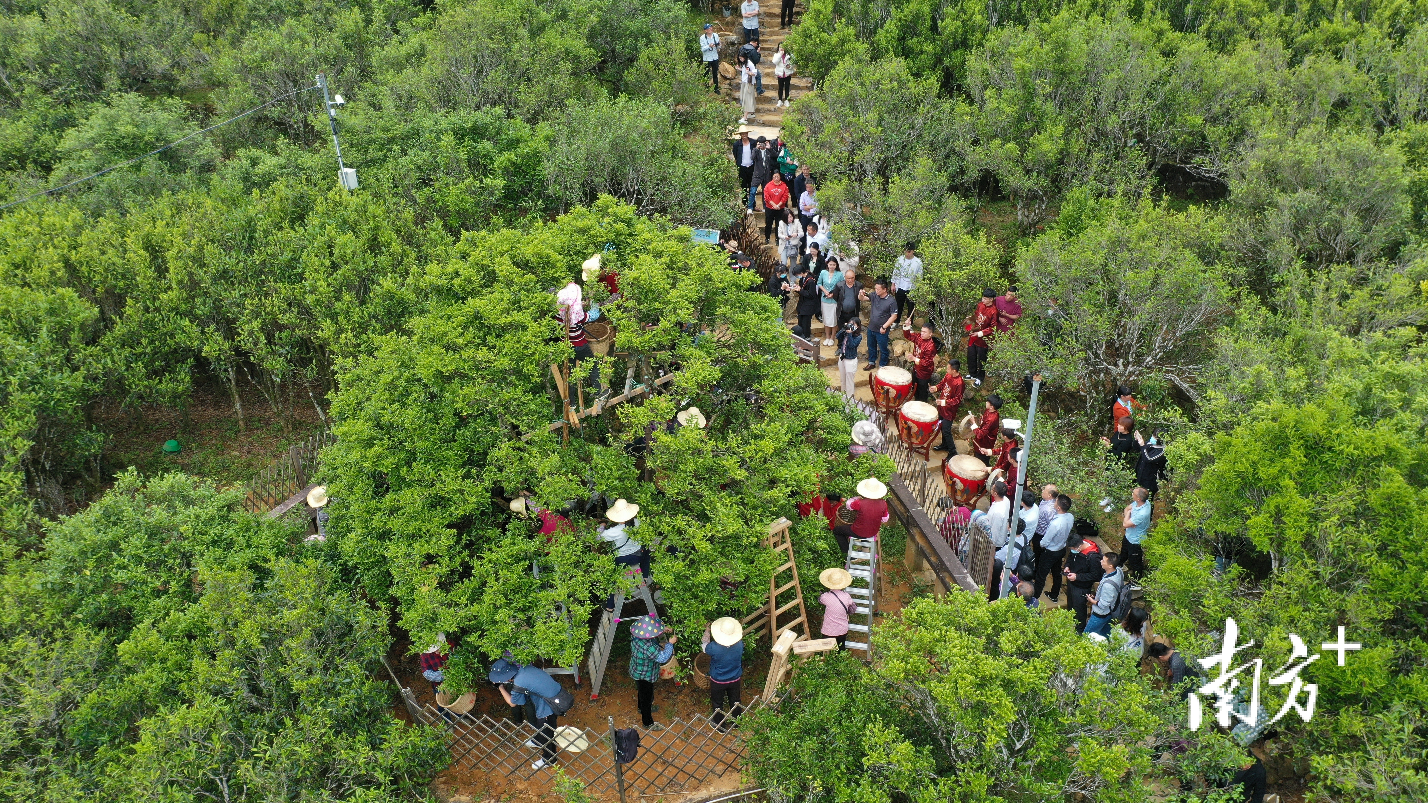2022年“大庵宋种”开采场景。林奕波 摄