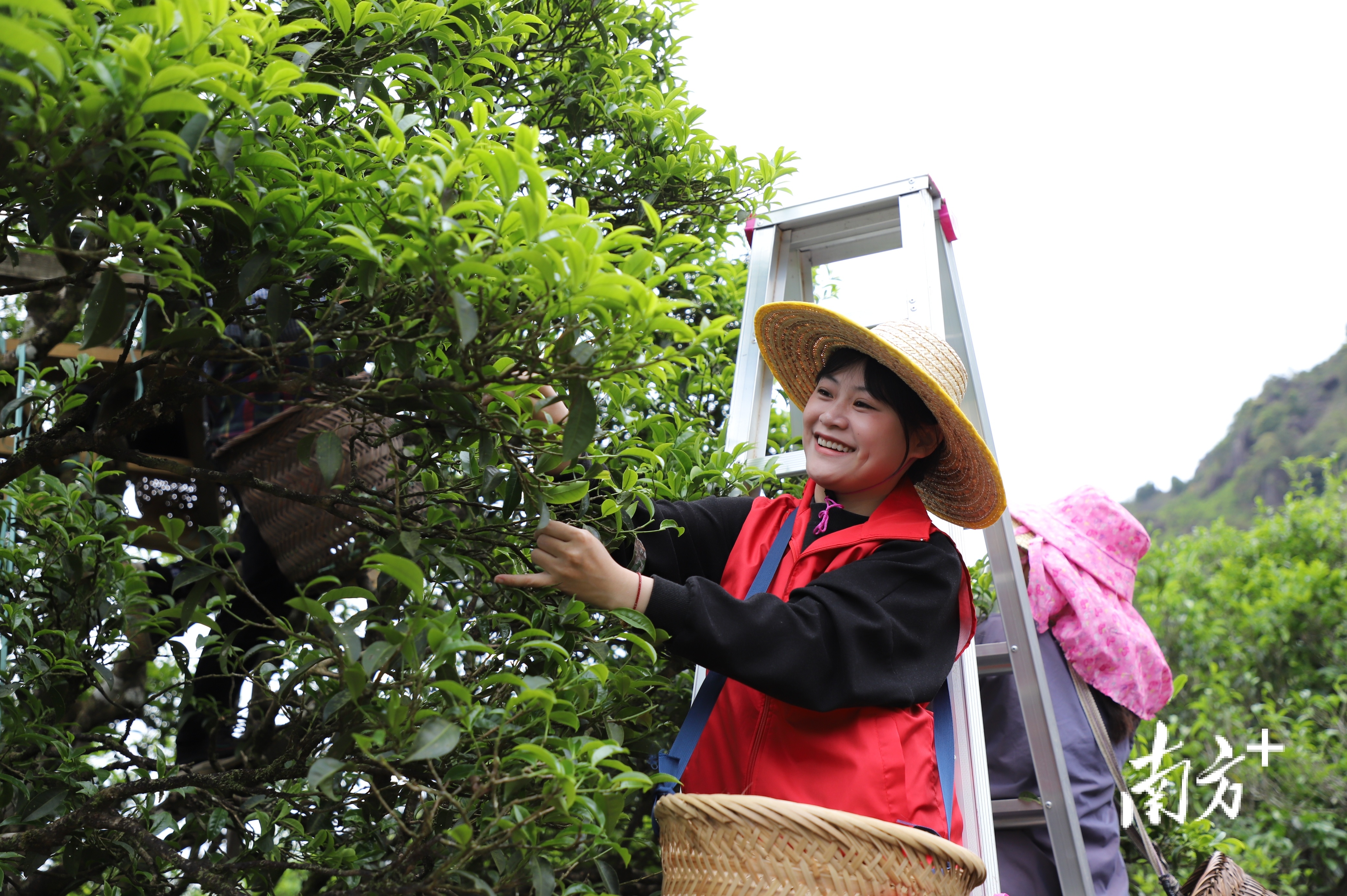 “大庵宋种”古茶树开采。
