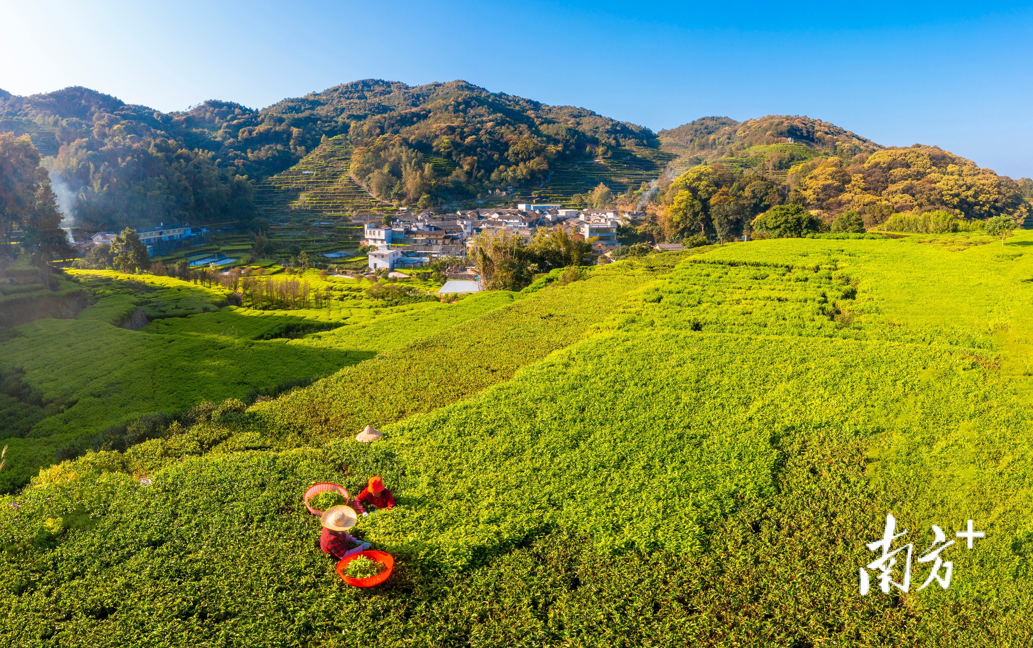 凤凰茶乡。林文强 摄