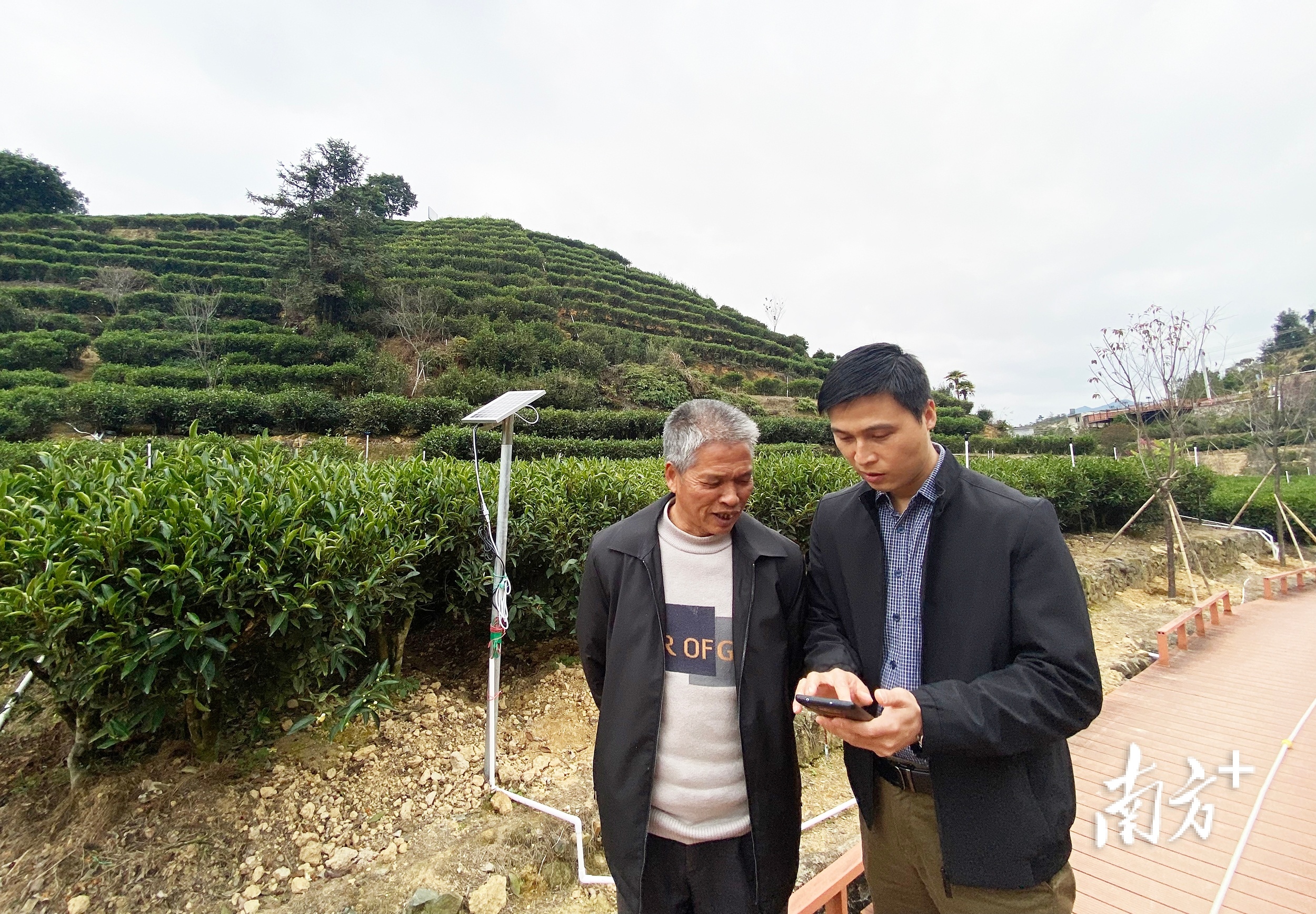 打开手机APP，管理智慧茶园。