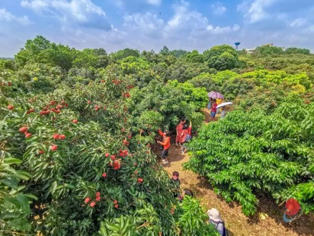 遂溪旅游又多一个好去处！它就在湛川荔枝森林公园