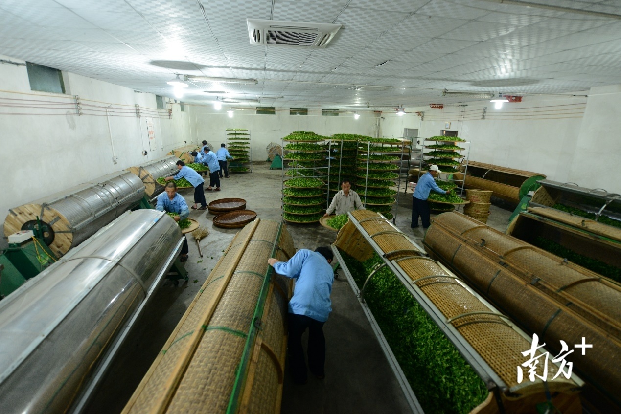 广东天池茶业股份有限公司提高机械化应用水平，为茶产业提供标准化、规模化的生产。