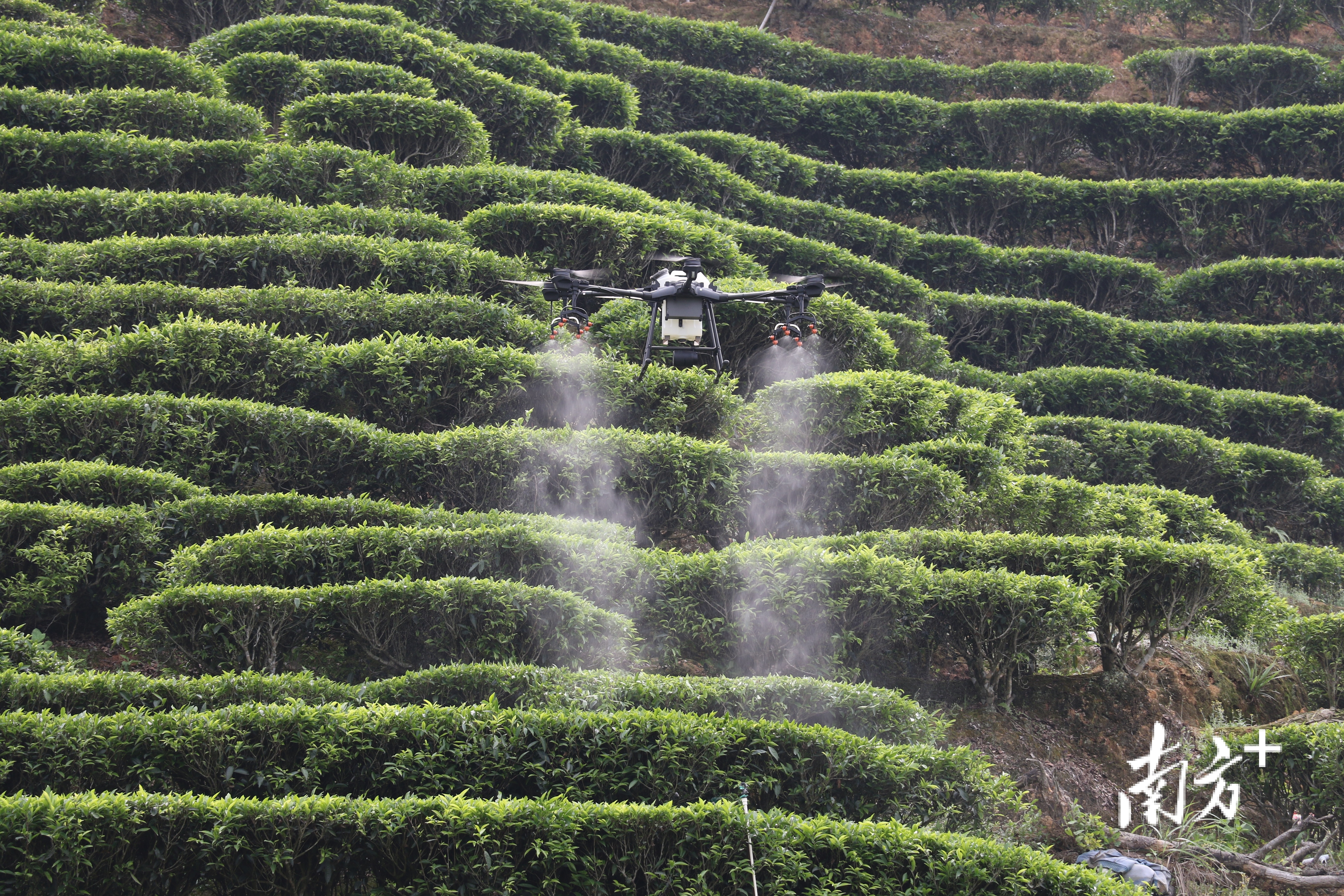 无人机在茶园中喷药作业。 