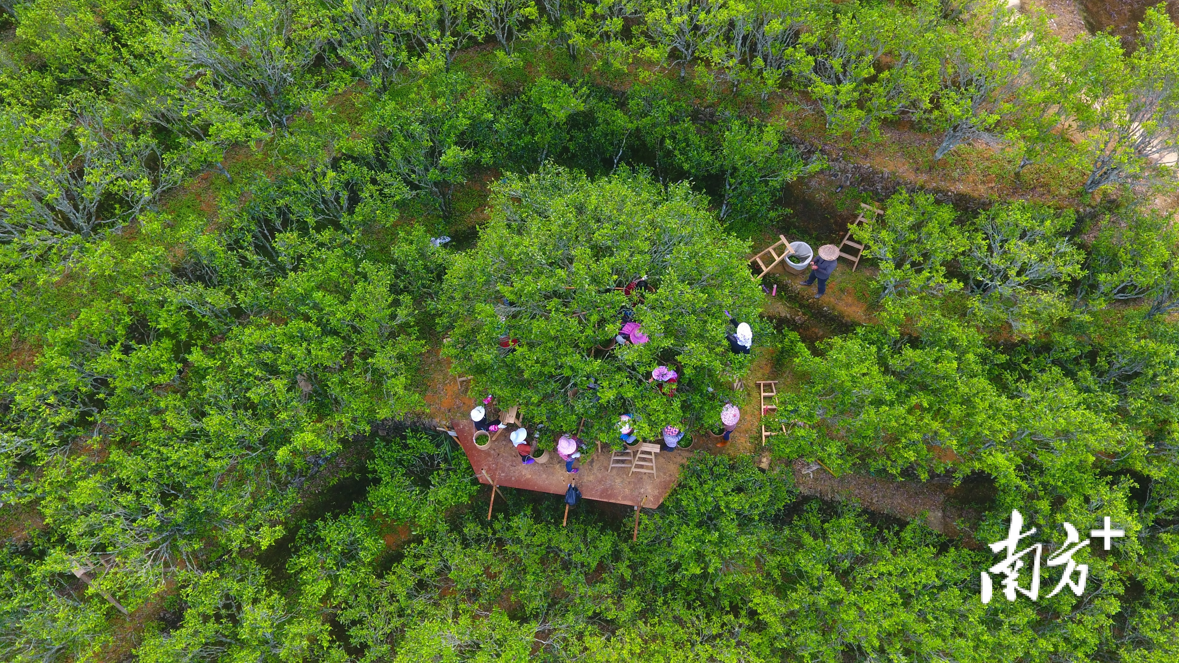 2019年，潮州凤凰古茶树茶园被评为“中国美丽茶园”。林奕波 摄