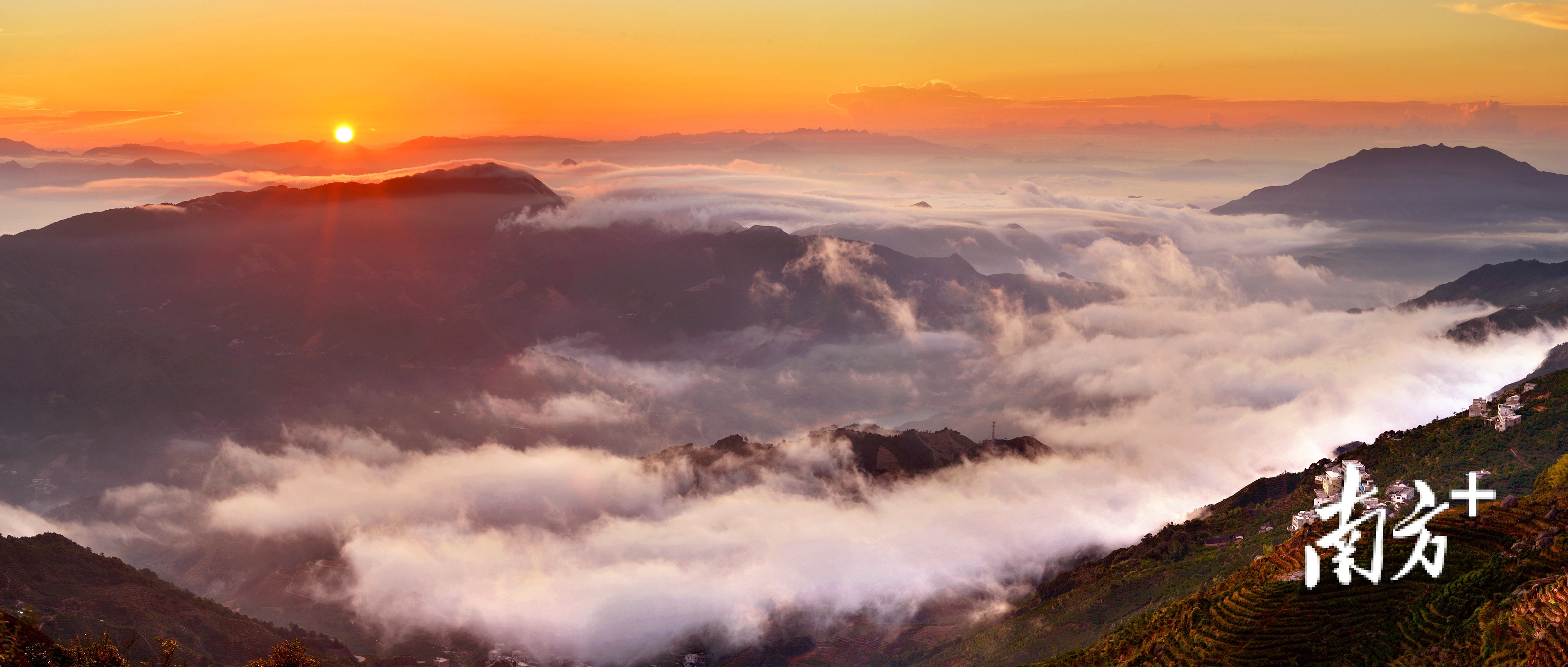 凤凰茶乡。黄庆明 摄