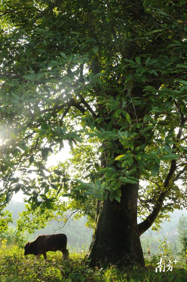 [南方 ] 广东实施重点物种保护工程,提升生物多样性保护能力 | 国际