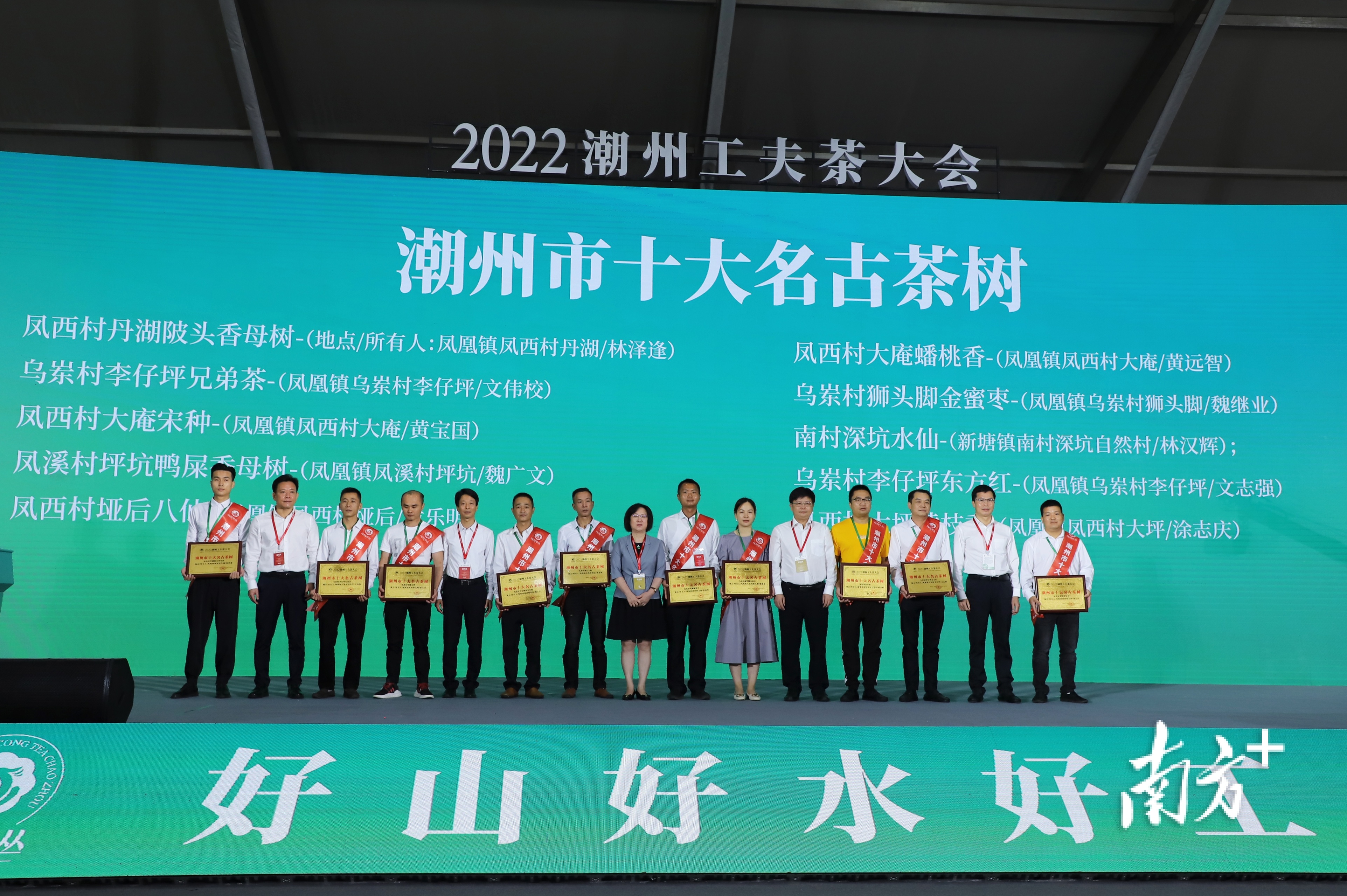 潮州市十大名古茶树。  南方+ 纪金娜 拍摄