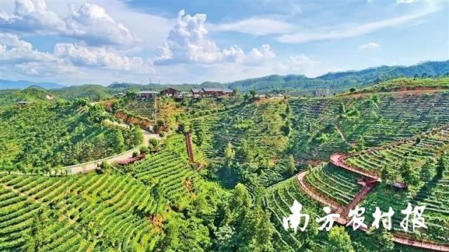紫金客茶谷是广东省第一批省级现代农业产业园——紫金县茶叶产业园的核心示范区。 紫金客茶谷是广东省第一批省级现代农业产业园——紫金县茶叶产业园的核心示范区。