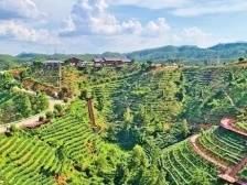 小茶叶撬动大茶业！紫金全力推进省级现代农业产业园创新发展